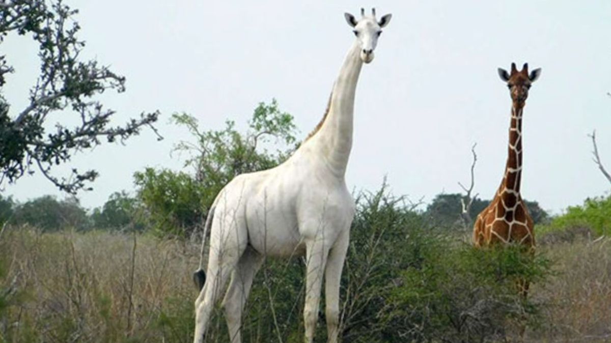 Jediná bílá žirafa na světě dostala moderní ochranu před pytláky